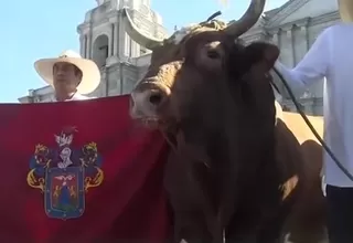 Arequipa: sacan a pasear a toro de pelea por las calles de Arequipa en su aniversario