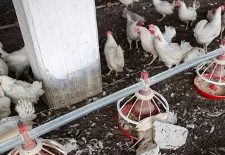Cámara de Comercio de La Libertad alerta tercer brote de gripe aviar en el norte