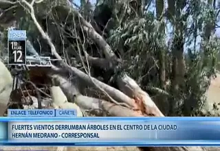 Cañete: fuertes vientos derrumbaron dos árboles 