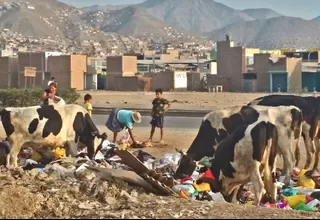 Carabayllo: vacas se alimentan con basura de la vía pública