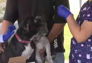 Cercado de Lima: Atienden a perritos afectados tras incendio