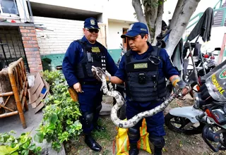 Cercado de Lima: hallan boa de más de 2 metros en la azotea de una casa