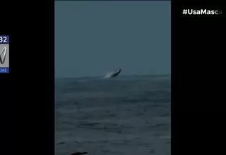 Chorrillos: Avistamiento de ballenas en playa La Encantada de Villa