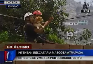 Chosica: rescatan a mascota que quedó atrapada en el techo de una vivienda
