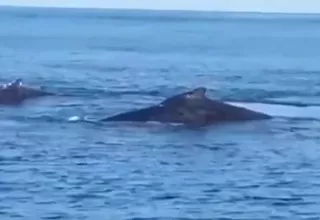 Continúa avistamiento de ballenas en Tumbes
