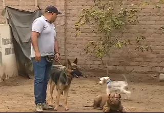 Denuncian que mafias roban perros para usarlos para entrenar a canes de pelea 