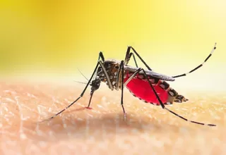 EsSalud: Al menos 10 días dura la fase del dengue siendo la fiebre uno de los primeros síntomas