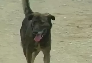 Huancayo: incrementan casos de mordeduras de perros