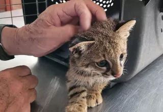 Lambayeque: Serfor rescata gato del desierto que era criado como mascota
