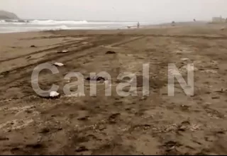Lurín: aparecen gaviotas muertas en playa San Pedro