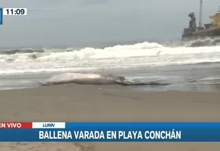 Lurín: Reportan ballena varada en playa Conchán 
