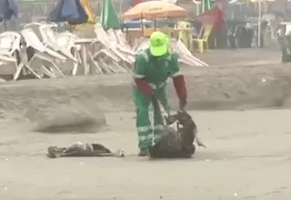 Lurín: Trabajador de limpieza pública recoge pelícanos muertos sin protección 