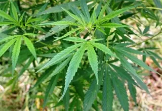 ¿La marihuana es medicinal? Lo que dicen los expertos en salud