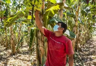 Midagri: Se destinó S/ 682 millones en créditos a pequeños productores para impulsar la agricultura