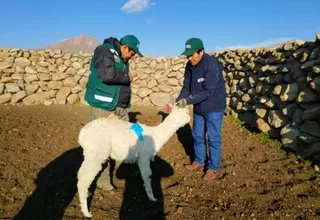 Minagri: 3000 kits veterinarios se entregarán ante el inicio de heladas y friaje