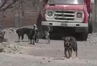 Ministerio de Salud alerta que en el Perú hay 6 millones de perros callejeros
