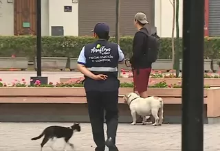 Miraflores: Municipalidad sancionará a dueños con hasta 50 % UIT por pasear a sus perros de raza peligrosa sin bozal