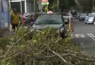 Miraflores: rama de árbol cayó sobre taxi