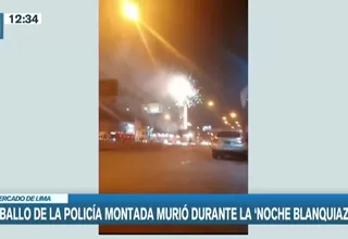 Noche Blanquiazul: Caballo de la policía montada murió atropellado tras escapar del estruendo de fuegos artificiales