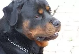 Los Olivos: niño de 4 años quedó grave tras ataque de perro Rottweiler