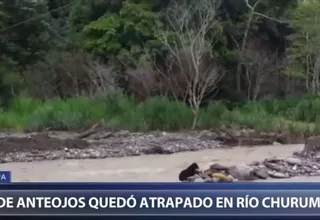 Oso de anteojos quedó atrapado en río Churumazú