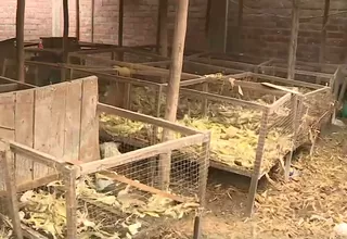 Pachacamac: Dos perros mataron a más de 200 cuyes