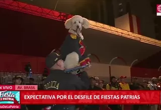 Parada Militar: Unidad Canina de la Policía se robó el show previo al desfile