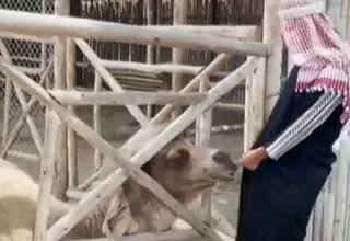 Parque de Las Leyendas: Hombre se disfraza de “árabe” e ingresó sin autorización a la zona de camellos