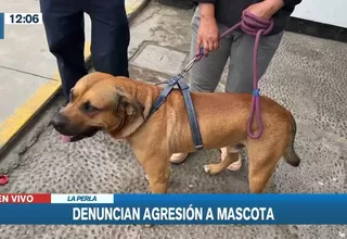 La Perla: Motoxista dejó inconsciente a perro tras lanzarle dos piedras 