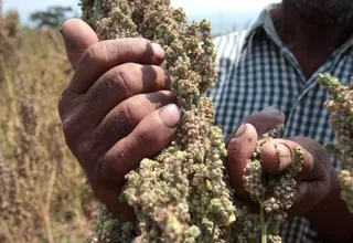 Perú se posiciona como primer productor de quinua en el mundo