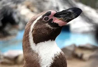 Pingüinos rescatados de restaurante se recuperan en el Parque de las Leyendas
