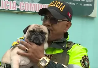 Policía Nacional recibe la custodia a 'Asap', el perrito pug que fue golpeado por su dueño