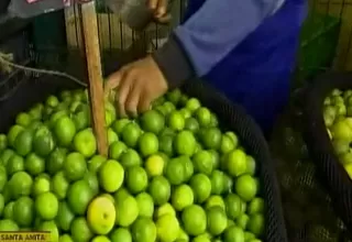 Precio del kilo de limón ya se vende a 1 sol en el Gran Mercado Mayorista