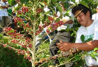 Producción de café: advierten que exportaciones en 2015 cayeron en más del 20%