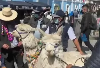 Puno: celebraciones por el día de la alpaca
