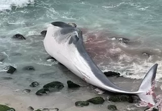 Punta Hermosa: Fiscalía abre investigación por tráfico ilegal de especies tras hallazgo de ballena varada