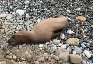 Reportan una foca varada en playa de Miraflores