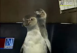 Rescatan a dos pingüinos de Humboldt en Lurín