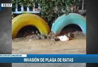 San Juan de Lurigancho: Plaga de ratas invade calles y jardines