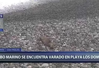 San Miguel: Lobo marino se encuentra varado en playa Los Domos