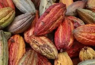 Satipo: organizan festival del cacao y ajonjolí 2022