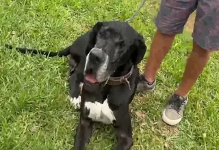Surco: Aparece mascota luego de estar perdida por tres años