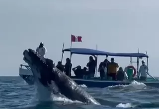 Tumbes: inició la temporada de avistamiento de ballenas jorobadas