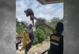 [VIDEO] Cusco: Rescatan a oso perezoso atrapado en un poste