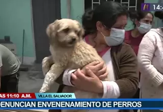 Villa El Salvador: Vecinos denunciaron que delincuentes envenenan a sus perros
