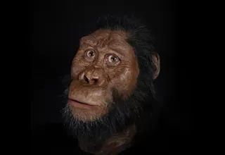 Así se veía el Australopithecus Anamensis, ancestro humano de hace 3,8 millones de años