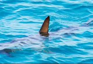 Australia: Un tiburón mató a una adolescente en un río