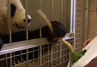 Austria: oso panda pinta obras que se venden por casi 500 euros