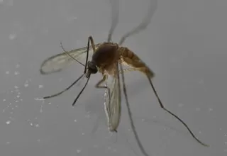Nueva cepa del zika identificada en Brasil puede causar otra epidemia
