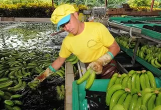Centroamérica: alerta por plaga del banano en diferentes países 